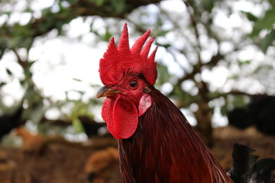 Close-up of rooster on tree