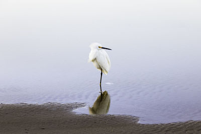 White bird on beach