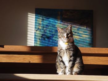 Portrait of cat sitting on hardwood floor at home