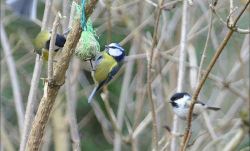 Close-up of bird perching on branch