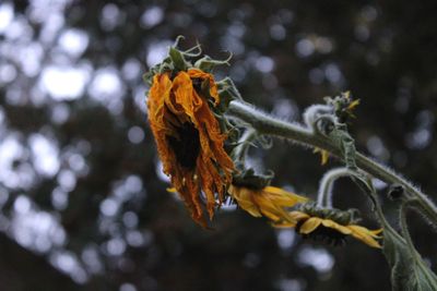 Close-up of dry leaves on branch
