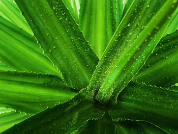 Full frame shot of wet plant
