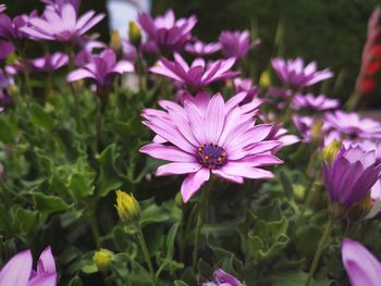 Close-up of pink flowers