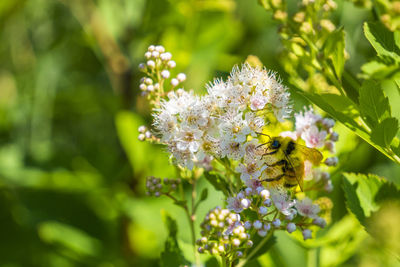 Close-up of insect on flowering plant