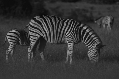 Side view of zebra standing on field