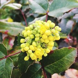 Close-up of fruit growing on plant