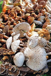 High angle view of shells on field