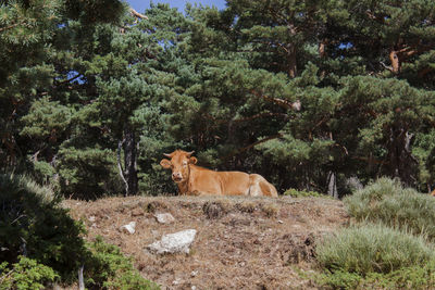 A reddish cow in the forest on a rocky hillside of the guadarrama mountains, madrid, spain, europe.