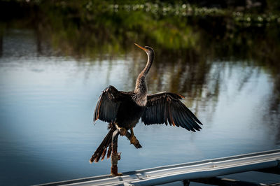 Bird with spread wings perching against lake