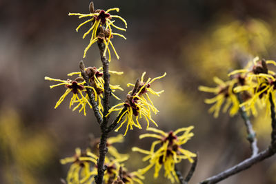 Close-up of wilted plant