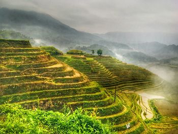 Scenic view of agricultural field