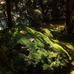 Trees in forest
