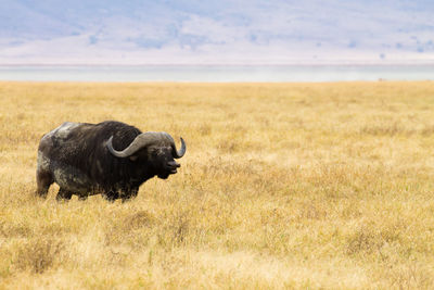 View of a horse on field