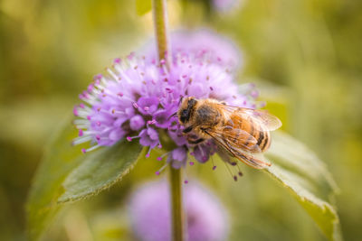 Close-up of bee pollinating on purple flower