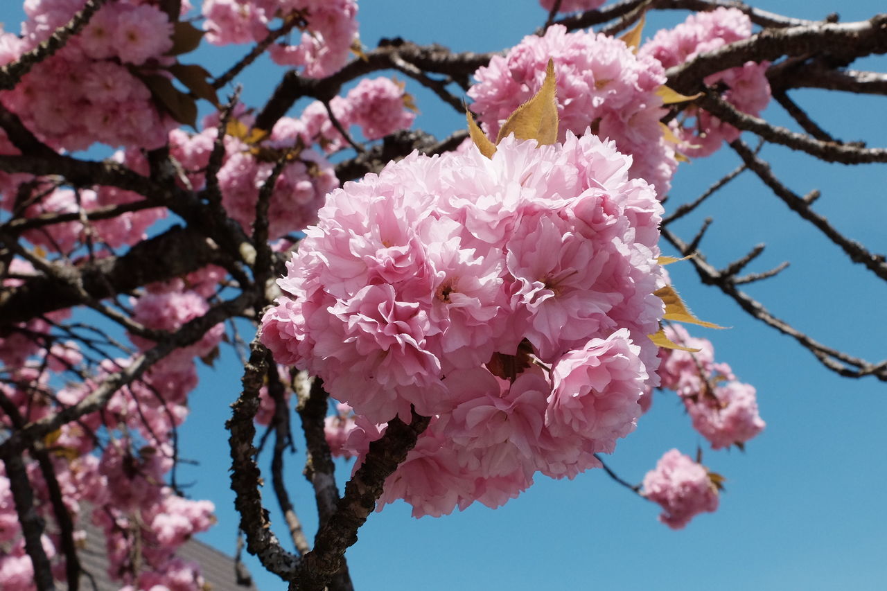 LOW ANGLE VIEW OF CHERRY BLOSSOM