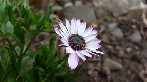 Close-up of butterfly pollinating on flower