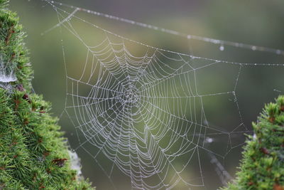 spider web