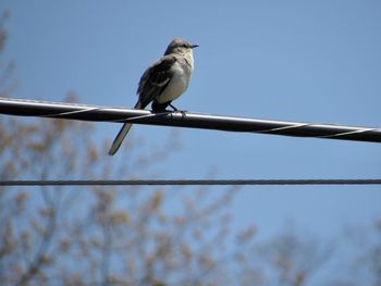 Low angle view of bird perching on cable