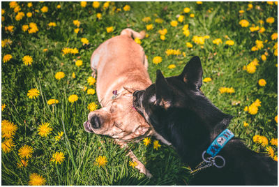 Close-up of a dog on field