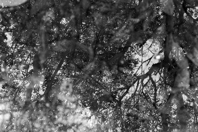 Reflection of trees in water