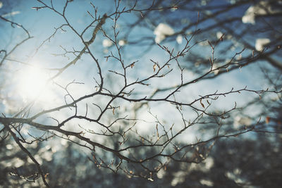 Low angle view of bare tree against sky