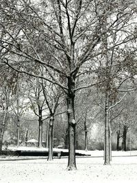 Bare trees on snow covered land