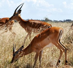 Gazelles grazing on grassy field against sky