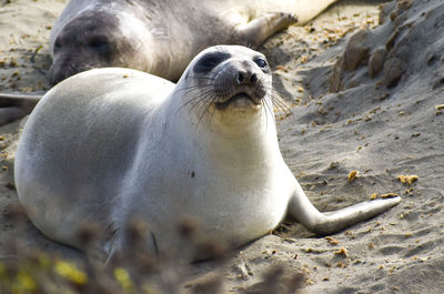 Cute seal pup  with long whiskers and big brown eyes looking curious resting on  beach