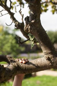 Close-up of person holding tree trunk