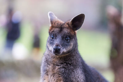 Close-up of swamp wallaby looking away