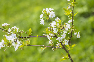 Close-up of white flowering plant