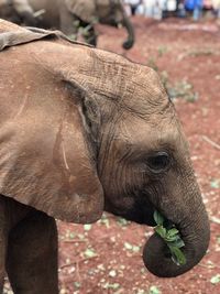 Close-up of elephant on field