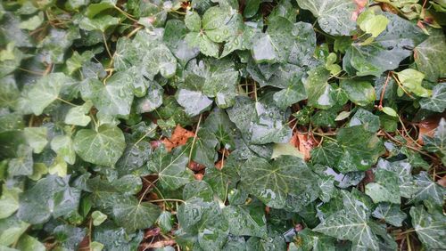 High angle view of ivy growing on plant