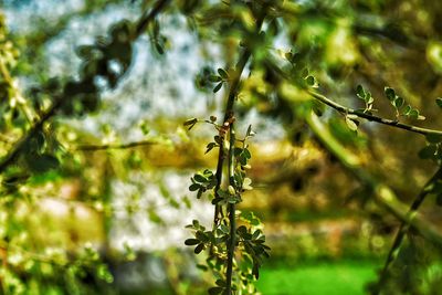 Close-up of plant growing outdoors