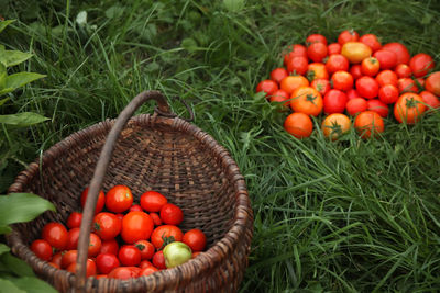 High angle view of fruits in basket