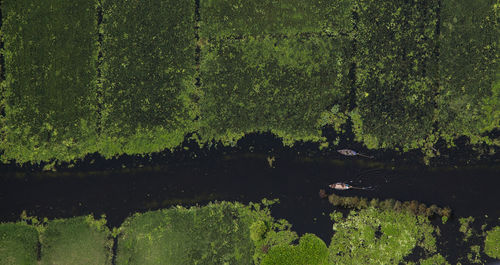 Scenic view of lake in forest