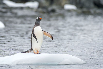 View of a bird in the sea