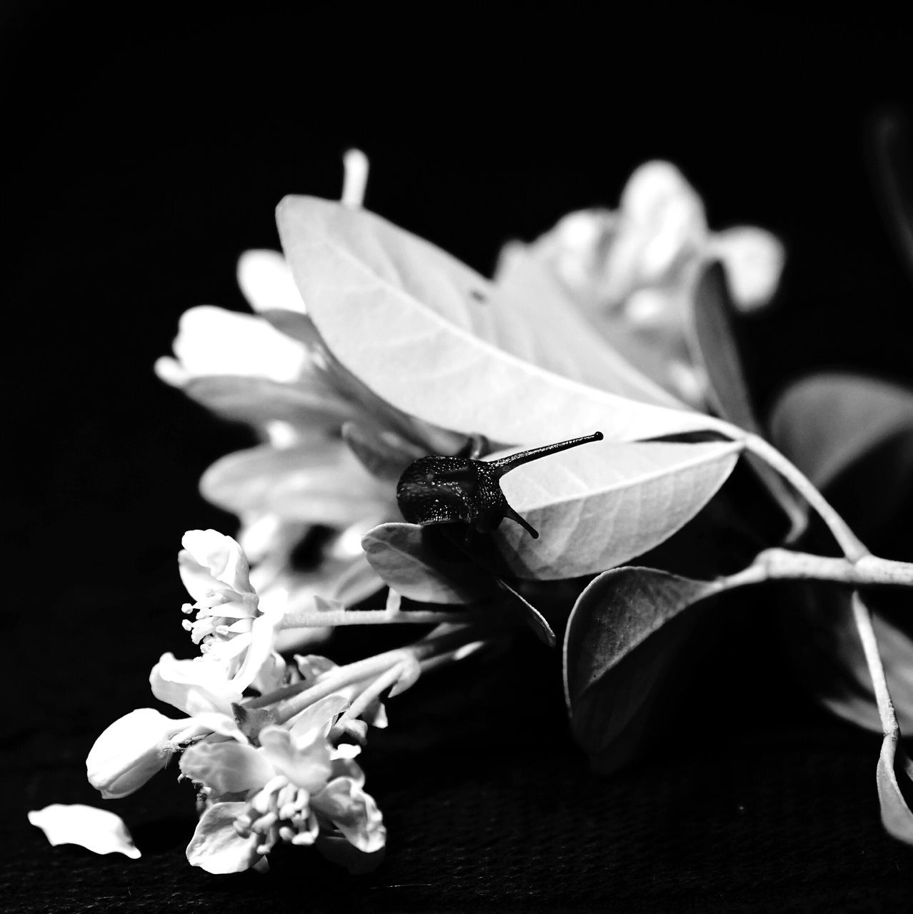 flower, petal, freshness, fragility, flower head, insect, close-up, beauty in nature, growth, one animal, white color, nature, animal themes, pollen, plant, focus on foreground, black background, wildlife, in bloom, stamen