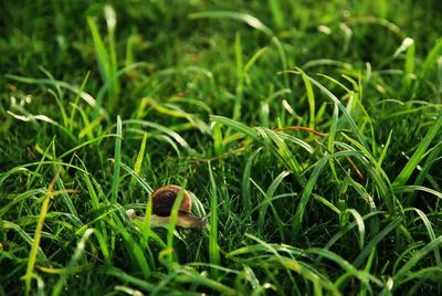 Grass growing on grassy field