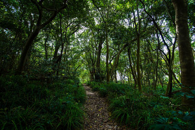 Trees in forest