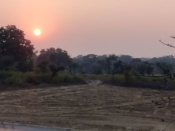 Scenic view of trees on field against sky during sunset