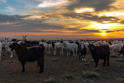 Cows on landscape against sky during sunset
