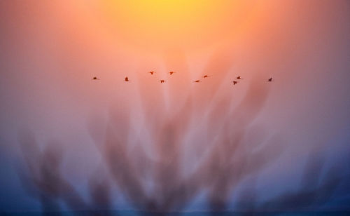 Silhouette flock of birds flying in sky during sunset