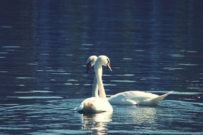 Swan floating on lake