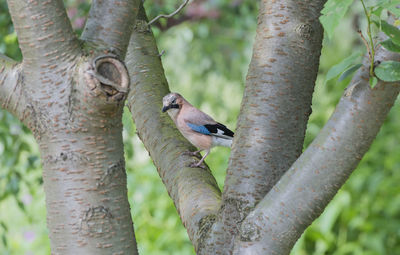 Close-up of bird perching on tree