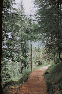 Road amidst trees in forest