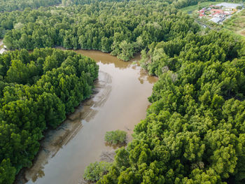 An aerial view of a mangrove forest and its river