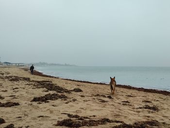 Dog on the seaside following a man.