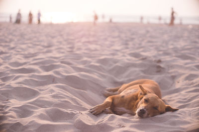 A stray dog takes a leisurely nap on a white sandy beach and the setting sun in goa, india.