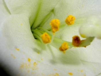 Close-up of white flowers